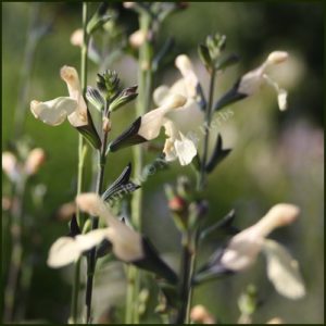 Salvia Lutea - Salvia microphylla