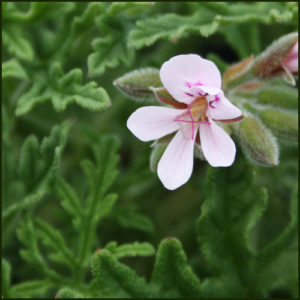 Scented Pelargonium - Geranium - 'Candy Dancer'