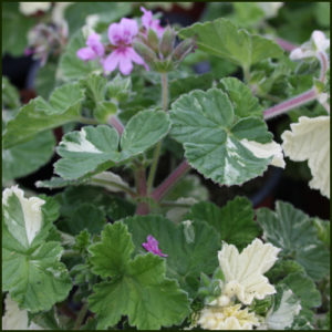 Scented Pelargonium - Geranium - 'Charmay Snowflurry'