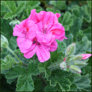 Scented Pelargonium - Geranium - 'Clorinda'