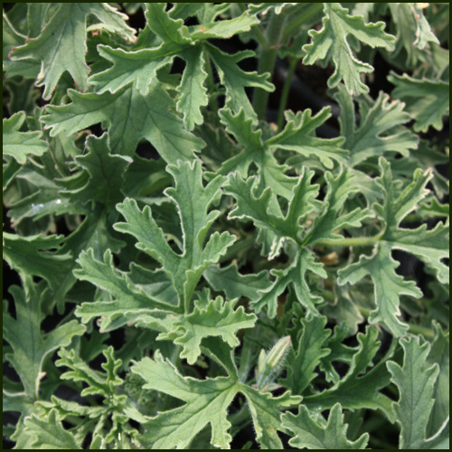 Scented Pelargonium - Geranium 'Grey Lady Plymouth'