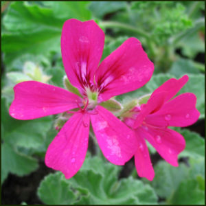 Scented Pelargonium - Geranium - 'Purple Unique'