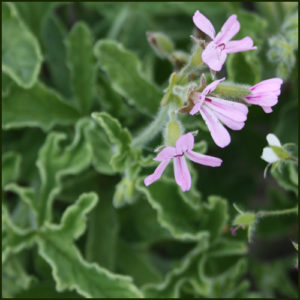 Scented Pelargonium - Geranium - Rober's Lemon Rose