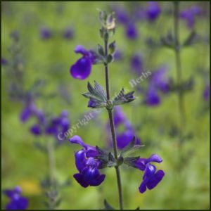 Salvia, Purple Queen – Salvia greggii