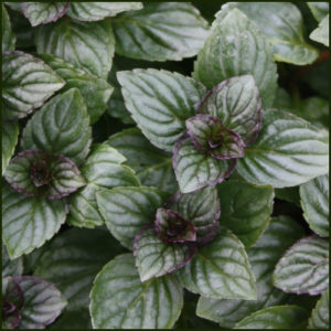 Mint, After Eight - Mentha piperita