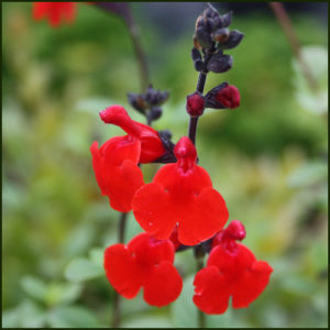 Salvia, Royal Bumble - Salvia greggii