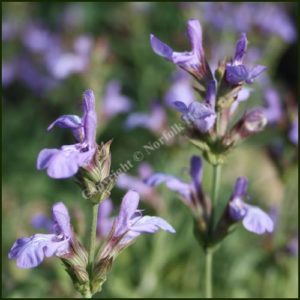 Sage, Spanish or Lavender Leaved - Salvia lavandulifolia