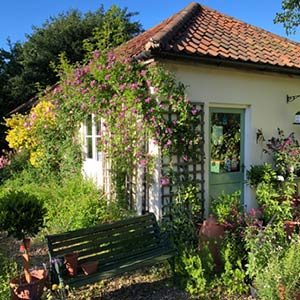 Herbs nursery