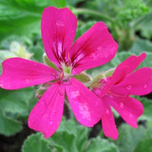 Scented Pelargoniums