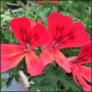 Scented Pelargonium - Geranium - 'Red Robin'