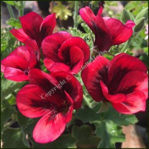 pelargonium voodoo