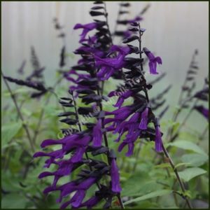 salvia amistad