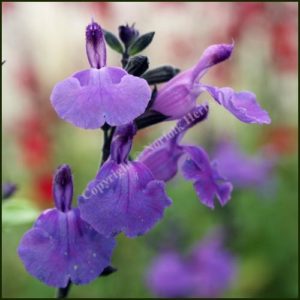 salvia lavender dilly dilly