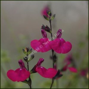 salvia merlin's magenta