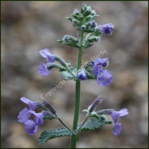 Catmint 6 Hills Giant nepeta