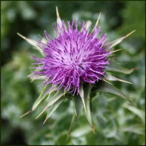 Thistle Milk - Silybum marianum