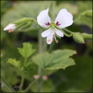 Scented Pelargonium - Geranium - 'Apple Betty'