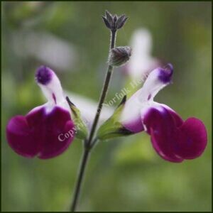 salvia amethyst lips