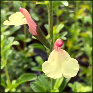 Salvia La Mancha