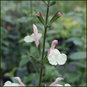 Salvia microphylla Trelissick Creamy Yellow