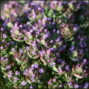 Thyme Camphor