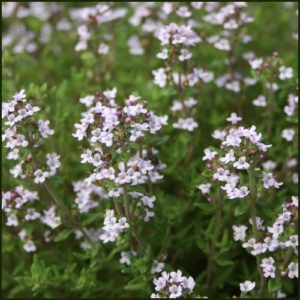 Thyme, Garden - Common Compact - Thymus compactus