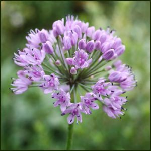allium-quattro