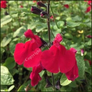 Salvia Jemima's Gem