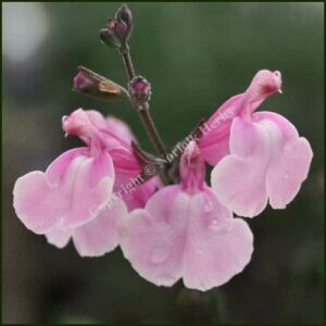 salvia krystle pink