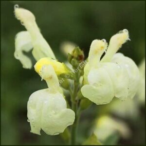 salvia lemon pie