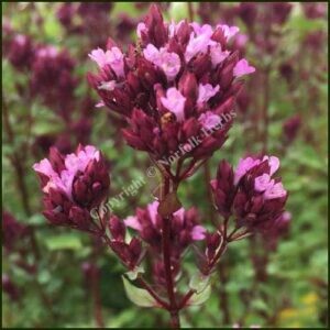 Marjoram Herrenhausen - Origanum laevigatum