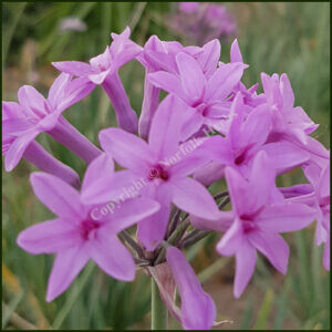 Tulbaghia kilimanjaro