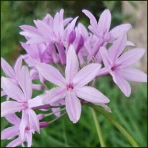 Tulbaghia violaceae