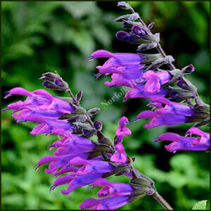 salvia amigo