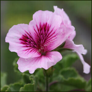 Scented Pelargonium Molly