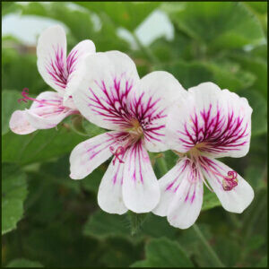 Scented-Pelargonium-Milly