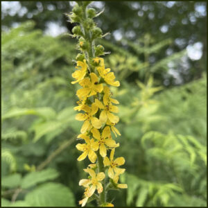 Agrimony - Agrimonia eupatoria