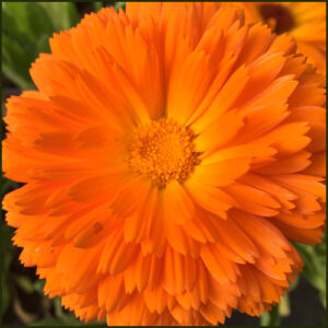 Marigold Pot - Calendula officinalis