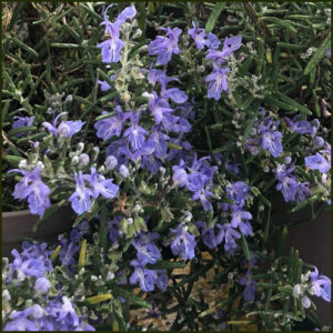 Rosemary Blue Lagoon - Salvia rosmarinus