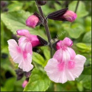 Salvia Angel Wings