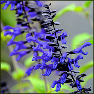 Salvia Animo