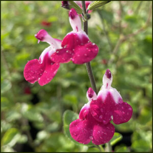 Salvia Cherry Lips