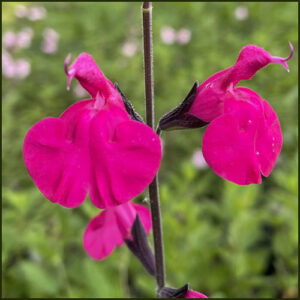 Salvia Day Glow