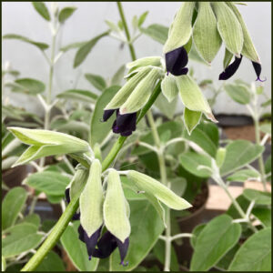 Salvia Discolor - Andean Silver Leaved Sage