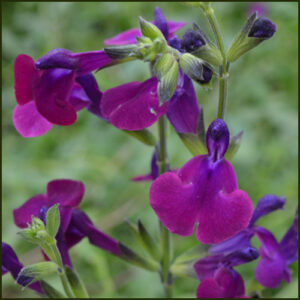 Salvia Emperor