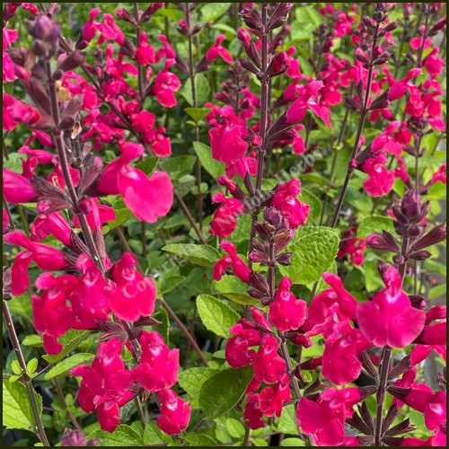 Buy Salvia Pink Pong plants online from Norfolk Herbs