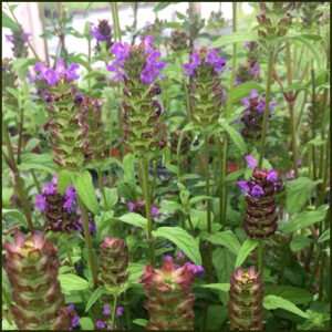 Self-Heal - Prunella vulgaris