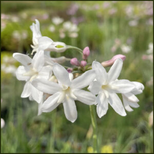 Tulbaghia Pearl