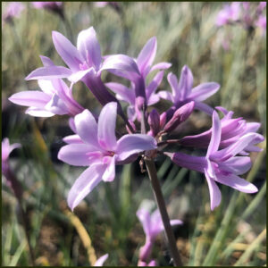 Tulbaghia ashanti