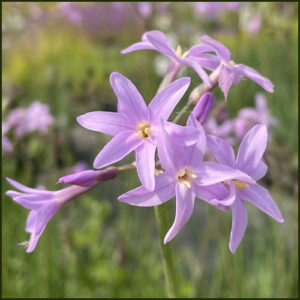 Tulbaghia variegata